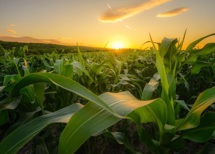 La transition énergétique dans le monde agricole 